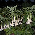 Brugmansia versicolor Hybride f. pleno 'ANGELS LONG JOHN'