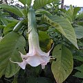 Brugmansia x candida f. pleno 'ANGELS PINK PEARL'