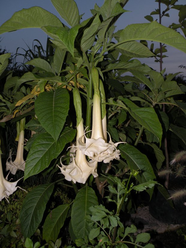 Brugmansia versicolor Hybride f. pleno 'ANGELS LONG JOHN'