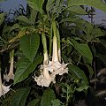 Brugmansia versicolor Hybride f. pleno 'ANGELS LONG JOHN'