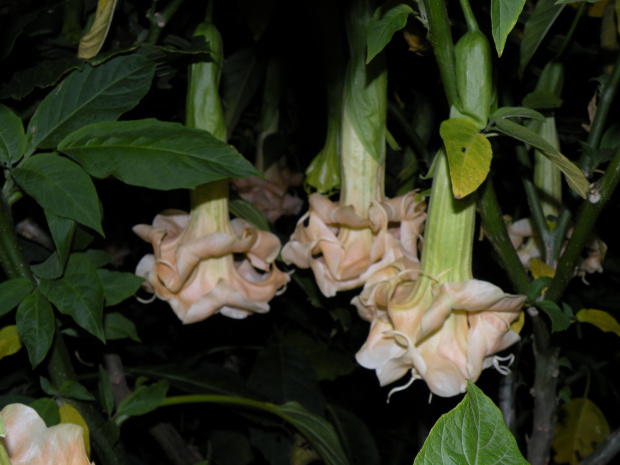 Brugmansia Hybride f. pleno 'ANGELS GOLDEN SHOWER'