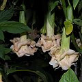 Brugmansia Hybride f. pleno 'ANGELS GOLDEN SHOWER'