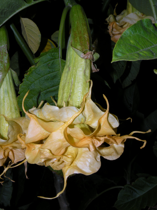 Brugmansia Hybride f. pleno 'ANGELS GOLDEN SHOWER'