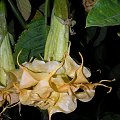 Brugmansia Hybride f. pleno 'ANGELS GOLDEN SHOWER'