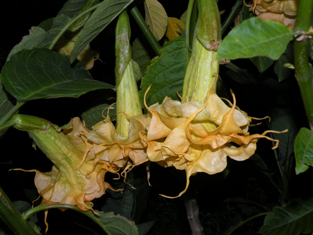 Brugmansia Hybride f. pleno 'ANGELS GOLDEN SHOWER'