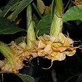 Brugmansia Hybride f. pleno 'ANGELS GOLDEN SHOWER'