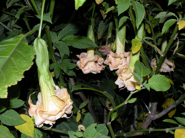 Brugmansia Hybride f. pleno 'ANGELS GOLDEN SHOWER'