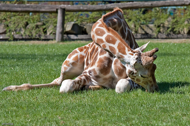 Lekcja jogi... #zwierzęta #żyrafa #zoo #arietiss