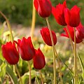 Czerwone Tulipany
pod Smoleńskiem
