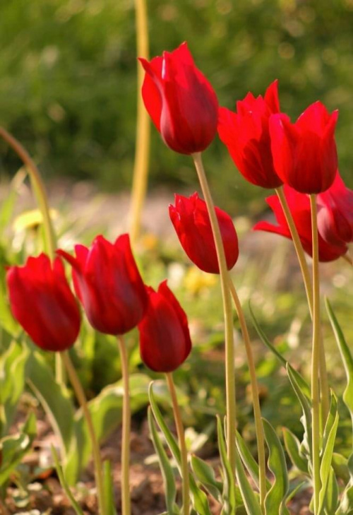 Czerwone Tulipany
pod Smoleńskiem