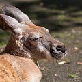 Siła spokoju... #arietiss #fauna #kangur #zwierzęta