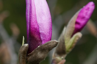 Różowo mi... #natura #kwiaty #magnolia #wiosna #arietiss