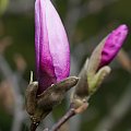 Różowo mi... #natura #kwiaty #magnolia #wiosna #arietiss