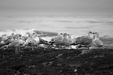 akcja przypływ #Houlgate #Normandia #Francja #Calvados