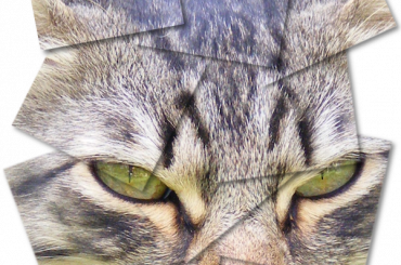 Praca wg skryptu -busia-i-psp.blogspot.com #kot #koty #oscar