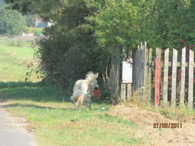 i z rozwianym włosem wpada w obejście