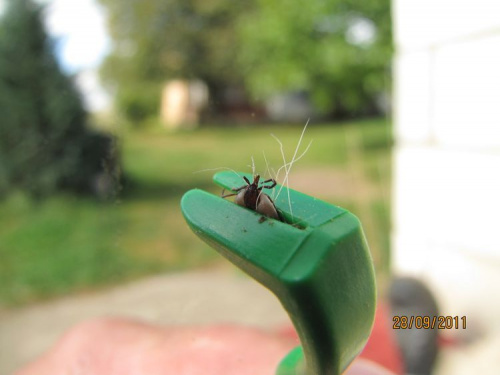 Więc łapię za haki i okazuje się, że krostka ma łapki