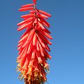 Kniphofia 'Nancy's Red'