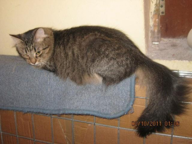 Pusza
