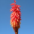 Kniphofia 'Nancy's Red'