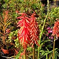 Kniphofia 'Nancy's Red'