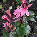 lobelia
