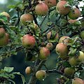 Houlgate, Calvados, jabłka, mżawka #Houlgate #Calvados #Normandia #Francja
