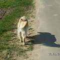 Żebym sie nie zgubił dziewczynki wyprowadzaja mnie na luźnej smyczy