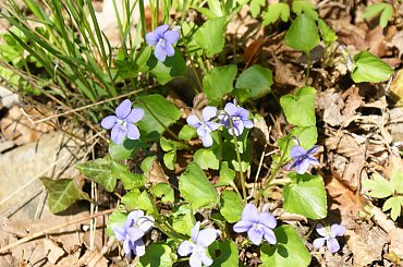 kwiaty, kwiatki #violence #fiołek