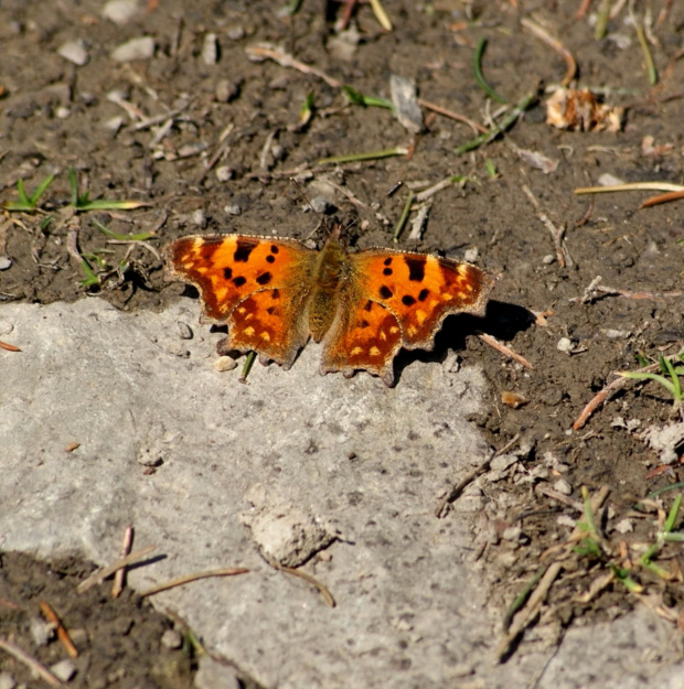 motyle #motyl #butterfly #xnifar #rafinski