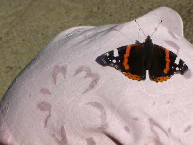 motyle #motyl #butterfly #xnifar #rafinski