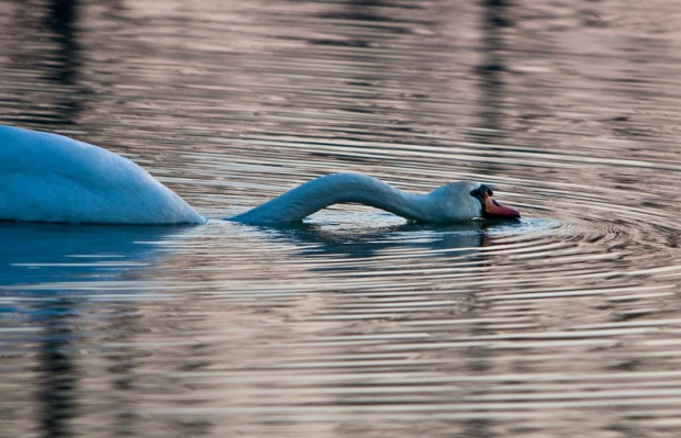 Potwór z Loch Ness