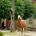 Wyśmierzyce 2008 #konie #Mazowsze #miasto #Polska #Wyśmierzyce