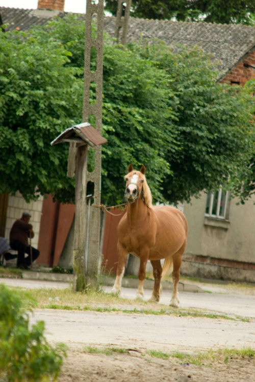 Wyśmierzyce 2008 #konie #Mazowsze #miasto #Polska #Wyśmierzyce