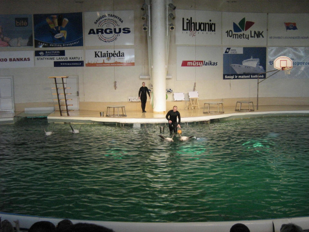 Pokaz w Delfinarium #morskie