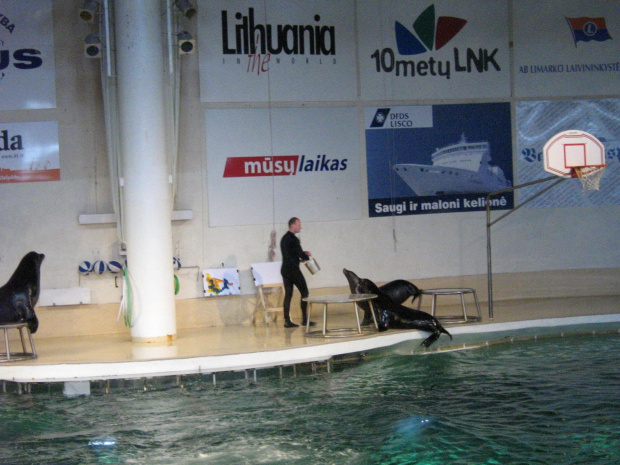 Pokaz w Delfinarium #morskie