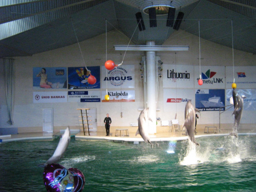 Pokaz w Delfinarium #morskie