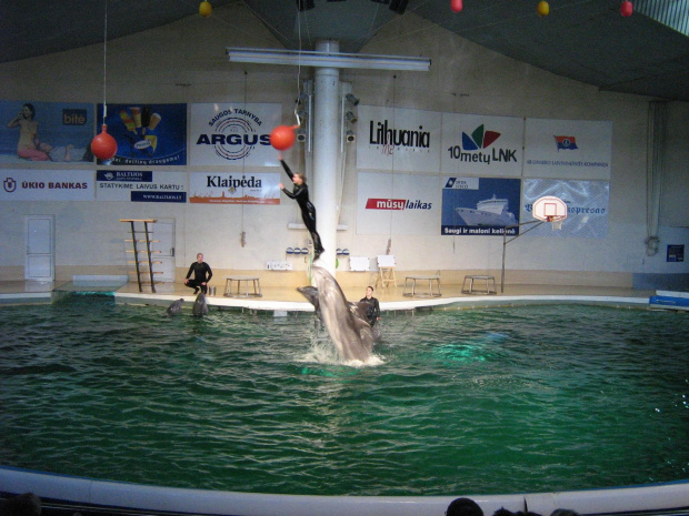 Pokaz w Delfinarium #morskie