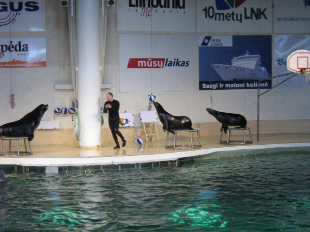 Pokaz w Delfinarium #morskie