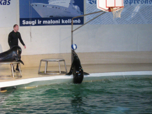 Pokaz w Delfinarium #morskie