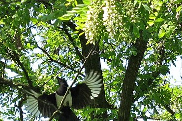 codzienny widok za oknem #ptaki #sroka