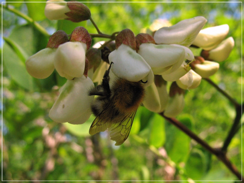 #akacja #pszczoła