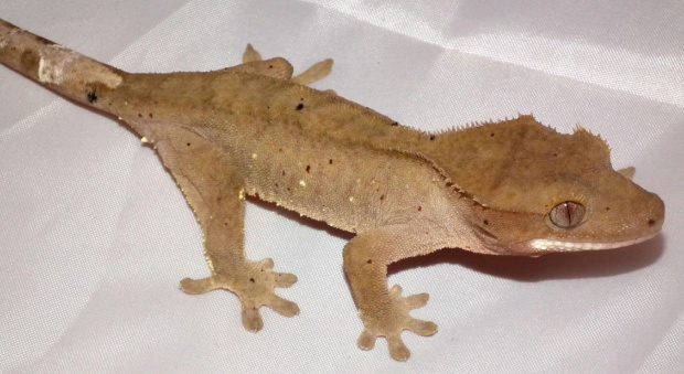 #CrestedGecko #GekonOrzęsiony #hatchling #RhacodactylusCiliatus