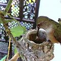 W gniazdku samiczki kolibra wykluły się już obydwa pisklęta. Phoebe karmi swoje dzieci. http://phoebeallens.com/