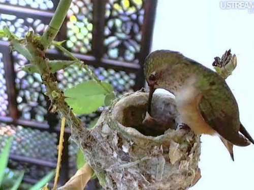 W gniazdku samiczki kolibra wykluły się już obydwa pisklęta. Phoebe karmi swoje dzieci. http://phoebeallens.com/