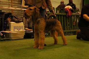 Luśka #AIREDALE #RUVIDO