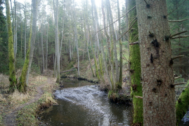 spacerek nad Skotawą