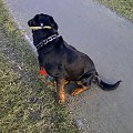 #rottka #rottweiler