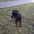 #rottka #rottweiler