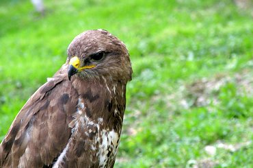 Szkoda że te ptaki nie są na wolności?! #kruk #lezajsk #lezajsktm #leżajsk #orzeł #ptaki #sokoły #sokół #sowa